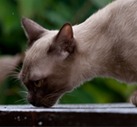 Lea Burmese Cats