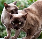 Lea Burmese Cats
