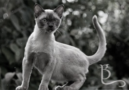 View more images in our gallery