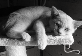 View more images in our gallery